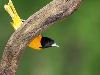 Male Northern (Baltimore Oriole) (Icterus galbula)  perched on a tree branch in front of a green background.