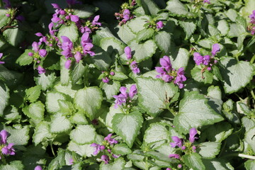 Naklejka premium Purple flowers with pale green leaves