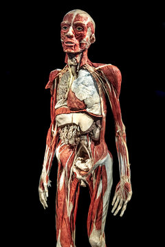 Model of a Human for studying the anatomy of muscles.