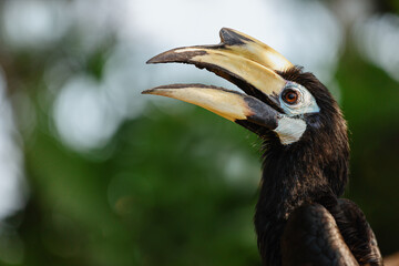 Obraz premium Hornbill bird portrait with open beak. Bali. Indonesia