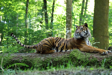 Fototapeta na wymiar Magnifique tigre de Sumatra