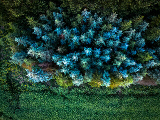 Abstrakcyjny widok na drzewa iglaste widziane z góry © Rafal Kot