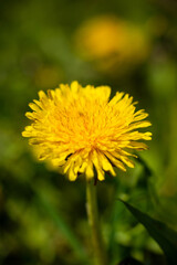 Spring flower yellow dandelion on green grass background.