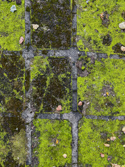 old floor tiles with moss