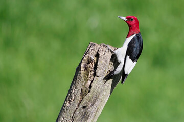 Redheaded Woodpecker ( Melanerpes erythrocephalus) standing on a tree stump in front of a green background calling.