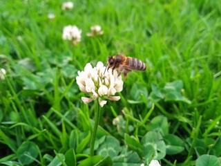 bee on a flower