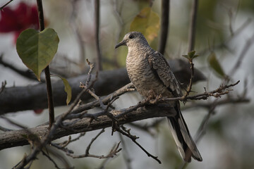 Wood pigeon on a bougainvillea branch