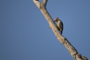 Woodpecker pecking at a cedar branch