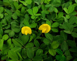 Peanut grass or Arachis repens is an herbaceous herb, native to Brazil, used as forage, in the same...