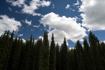 Tuyas forest, clouds and blue sky