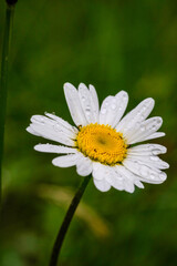 Fototapeta premium A daisy in the rain