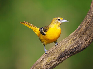 Female Northern (Baltimore) oriole (Icterus galbula) standing on a tree branch in front of a green background.