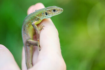 Small green lizard in a woman's hand isolated on a natural green background. Lacerta viridis hand held reptile. Human and wildlife connection. Nature, human and fauna concept. Spring time in a garden.