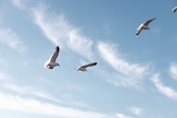 Seagulls flying very low above the beach