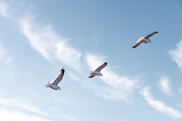 Fototapeta na wymiar Seagulls flying very low above the beach