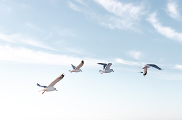 Seagulls flying very low above the beach
