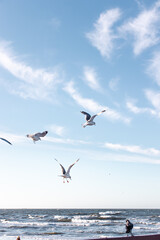 Seagulls flying very low above the beach