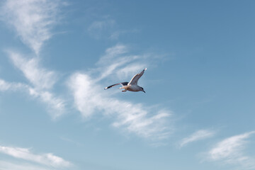 Seagulls flying very low above the beach