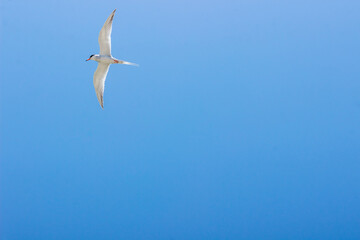 ave en las alturas planeando en el cielo azul