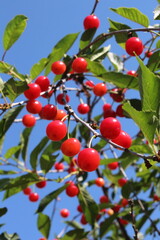 Dwarf cherry fruits, Italian taste and flavor