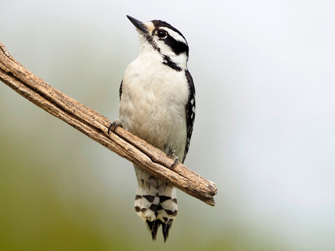 Female Hairy Woodpecker (Picoides villosus) standing on a tree stump under a white background.
