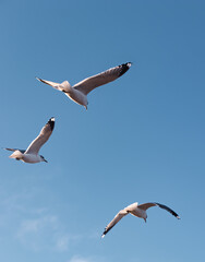 Seagulls flying very low above the beach