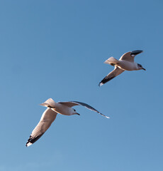 Seagulls flying very low above the beach
