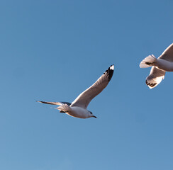 Seagulls flying very low above the beach