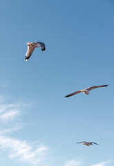 Seagulls flying very low above the beach