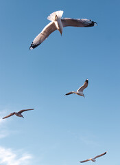 Seagulls flying very low above the beach