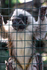 Funny monkey in the zoo on a mesh fence.