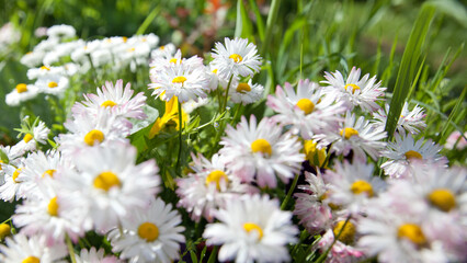 Flowering of daisies. Oxeye daisy, Leucanthemum vulgare, Daisies, Dox-eye, Common daisy, Dog daisy, Moon daisy.