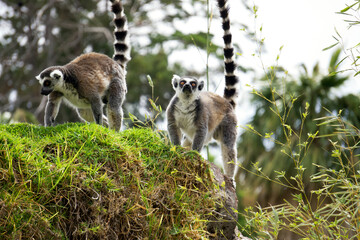 Attentive and playing lemurs