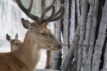 Deer with its characteristic antlers