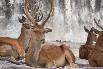 Deer with its characteristic antlers