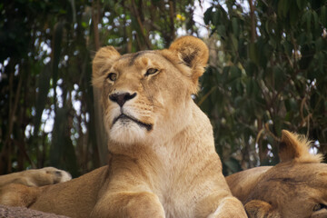 Female lioness attentive to her surroundings - obrazy, fototapety, plakaty