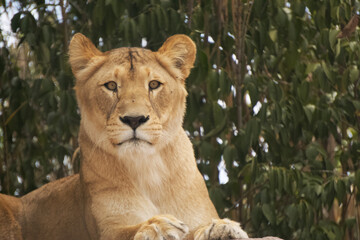 Lioness lying down looking at the camera