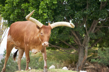 Specimen of the Watusi breed: cattle of the kings