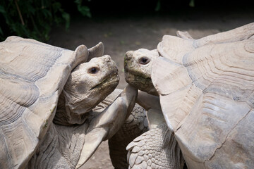 Two specimens of giant tortoises fighting