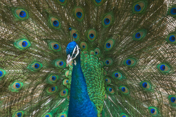 Fototapeta na wymiar A male peacock displays his colorful plumage