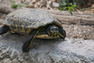 A painted turtle gets some sun near the water