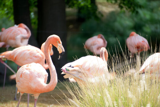 A group of flamingos show off their characteristic pink and white colors