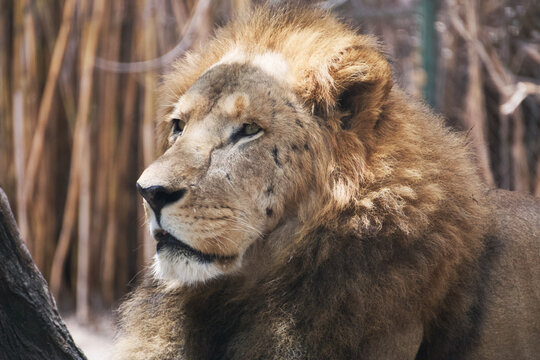 Close up of a male lion