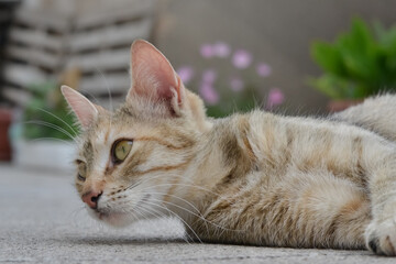 Calico three colored cat lying and rolling around on a cement floor