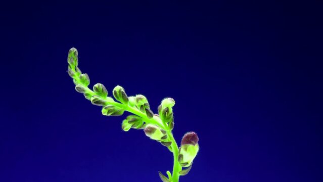 A sprig of a green plant rises and blooms with purple small flowers on blue background. Time lapse. Blooming wild flowers time laps isolated.  Time lapse footage of a flower blooming on a blue screen.