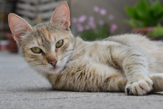 Calico three colored cat lying and rolling around on a cement floor