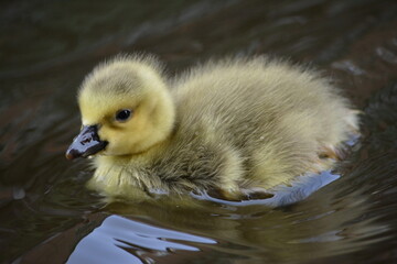 duckling