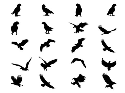 Silhouette of parrot Flying   Vector Seamless pattern