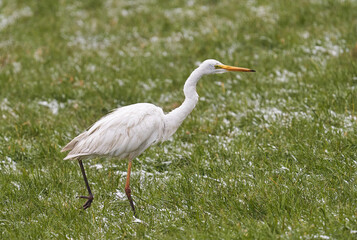 Fototapeta premium Der Silberreiher (Ardea alba, Syn.: Casmerodius albus, Egretta alba)
