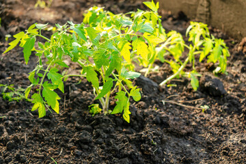 Planting tomatoes pepper seedling in ground, soil in organic garden, greenhouse. farming, cultivation, agriculture at sunset in spring summer,eco friendly,ecology concept.selective focus